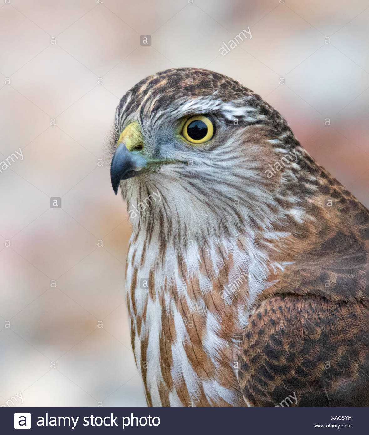 Juvenile Sharp Shinned Hawk High Resolution Stock Photography and