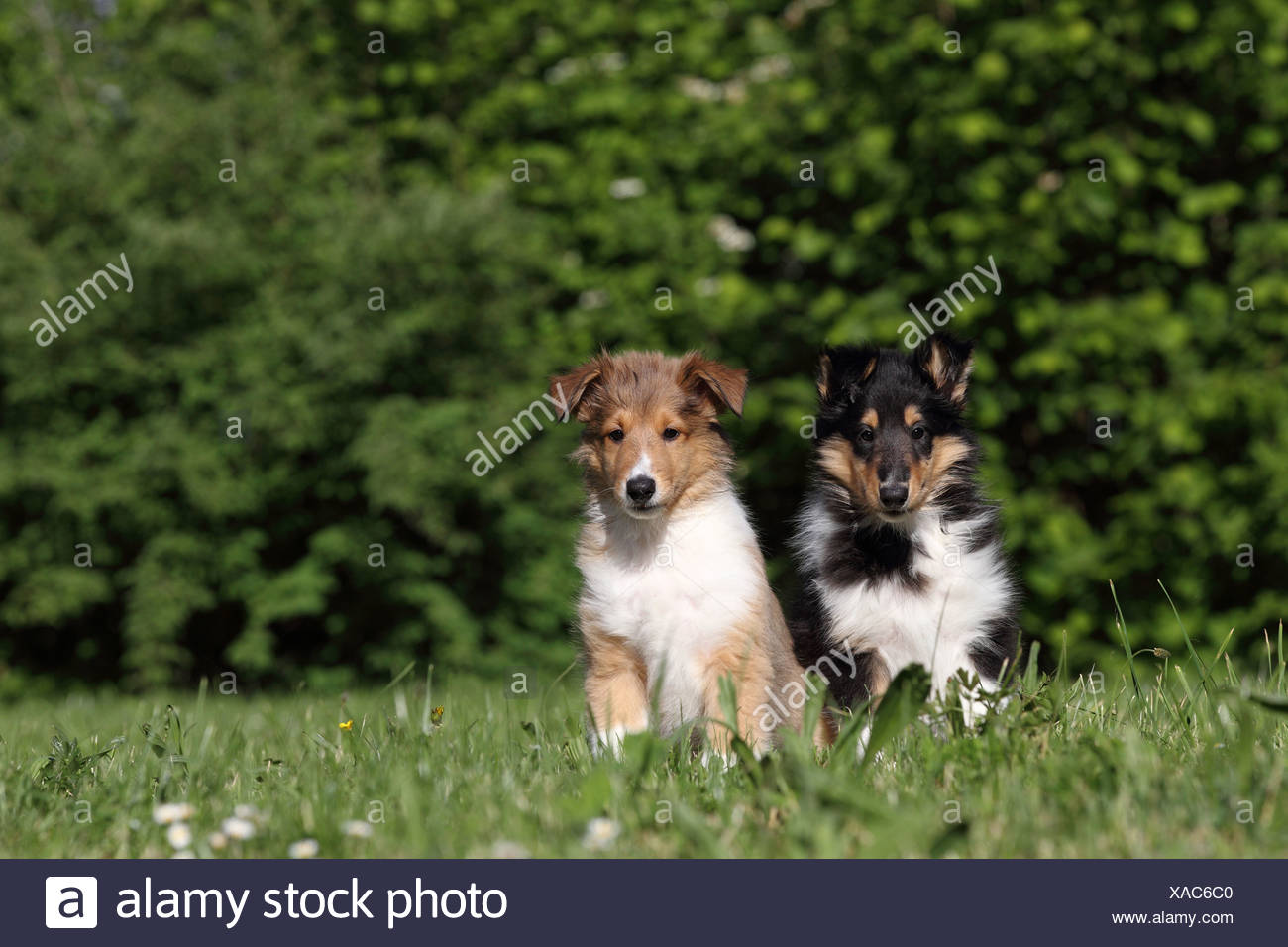 Longhaired Collie Puppies Stock Photo 281780912 Alamy
