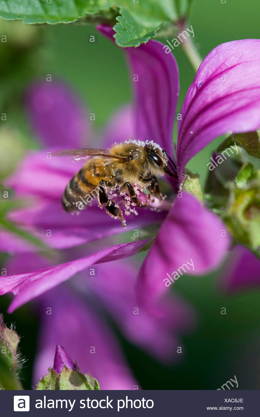 Common Mallow Blue Mallow High Mallow High Cheeseweed Malva Sylvestris Flower With Bumble Bee With Pollen Germany Stock Photo Alamy Common Mallow Blue Mallow High Mallow High Cheeseweed Malva Sylvestris Flower With Bumble Bee With Pollen Germany Stock Photo Alamy