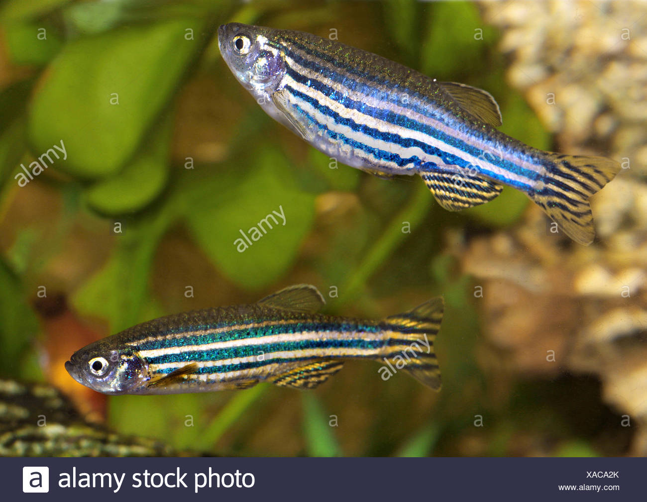 Zebrafish Aquarium High Resolution Stock Photography and Images Alamy