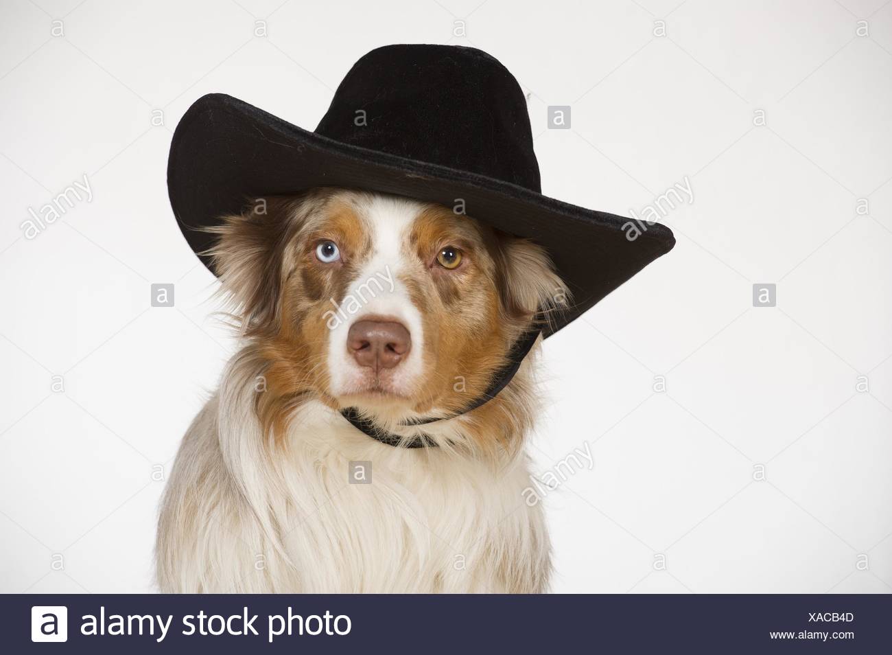 cowboy australian shepherds