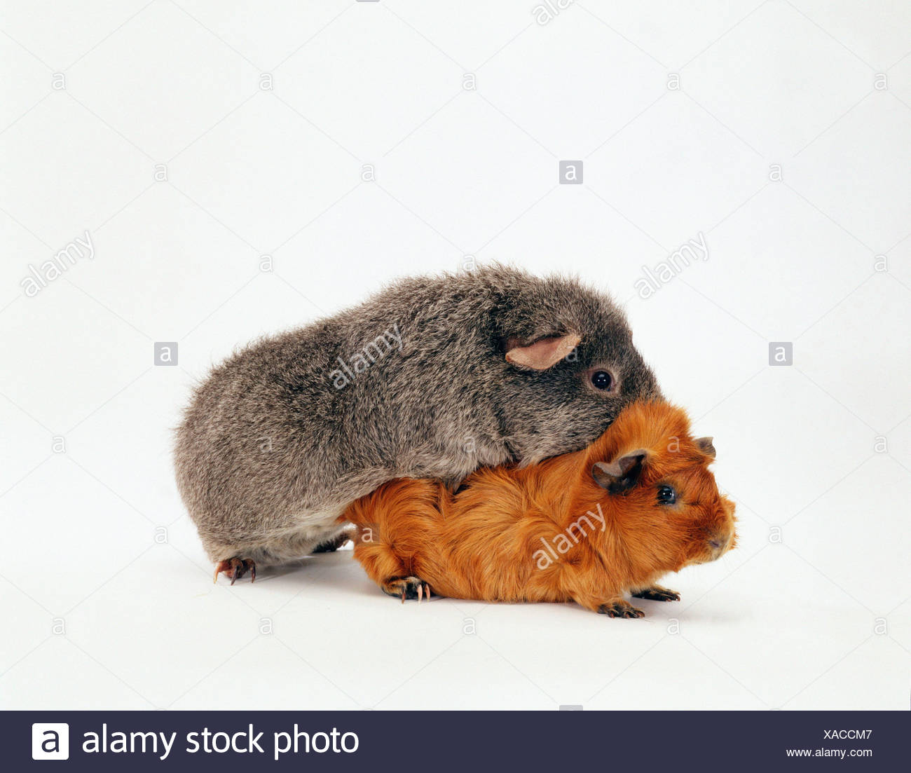 Pigs Mating High Resolution Stock Photography and Images Alamy