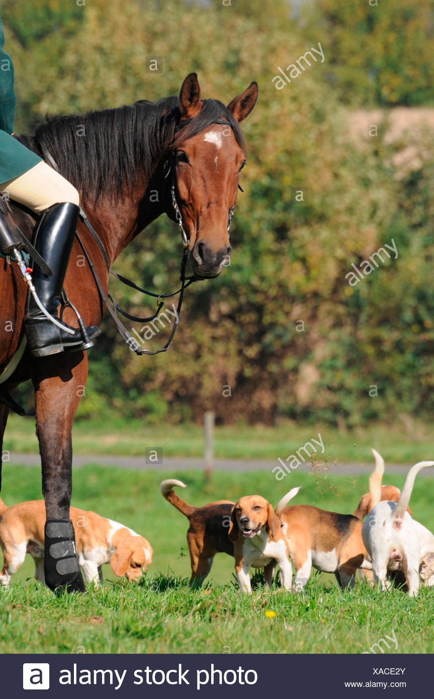 Riding To Hounds High Resolution Stock Photography and Images Alamy