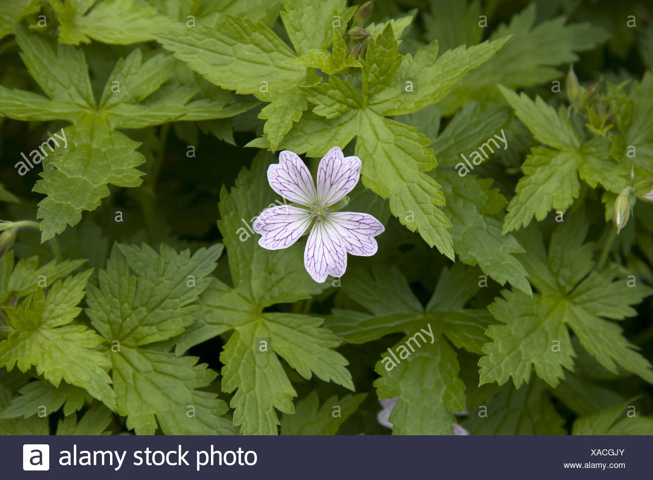 Single bloom geranium