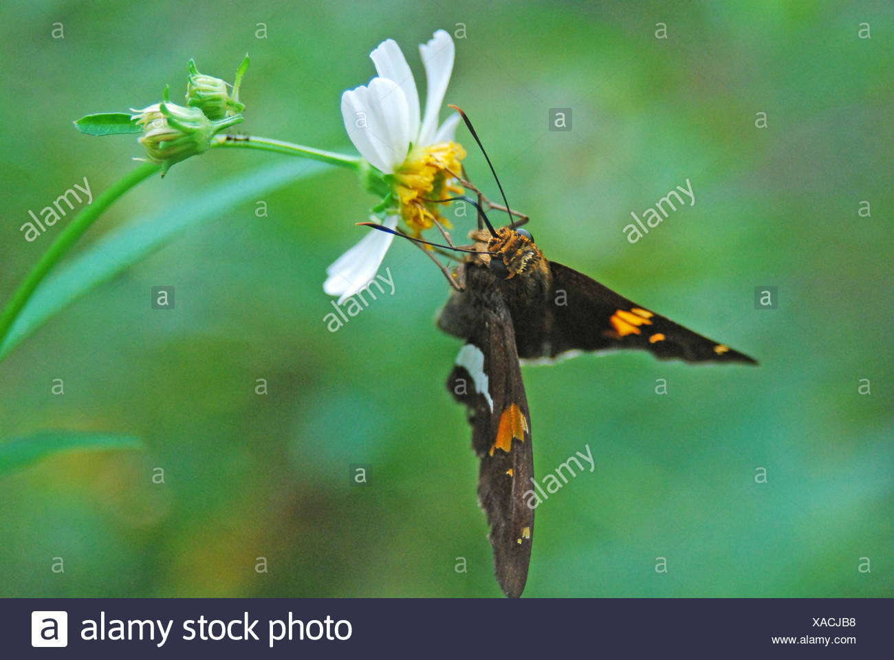 Florida Moth High Resolution Stock Photography and Images Alamy