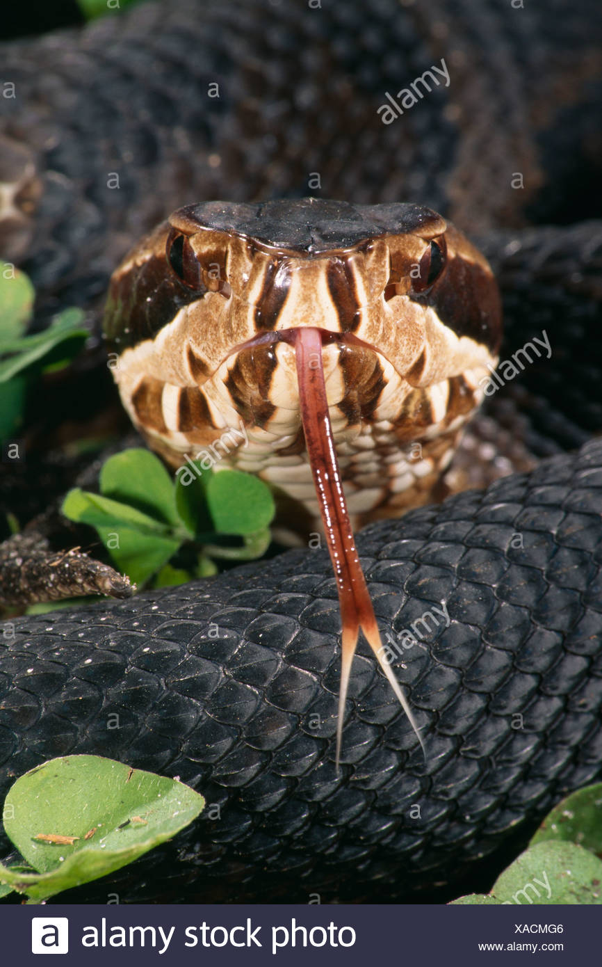 Cottonmouth Pit Viper Water Moccasin Stock Photos & Cottonmouth Pit