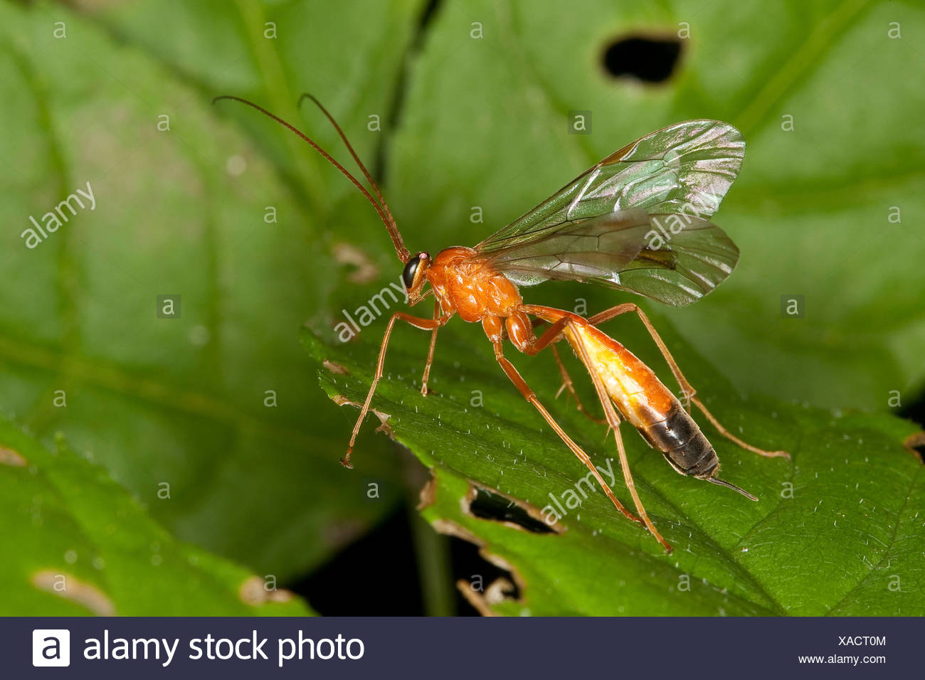 Parasitic Wasp High Resolution Stock Photography and Images - Alamy
