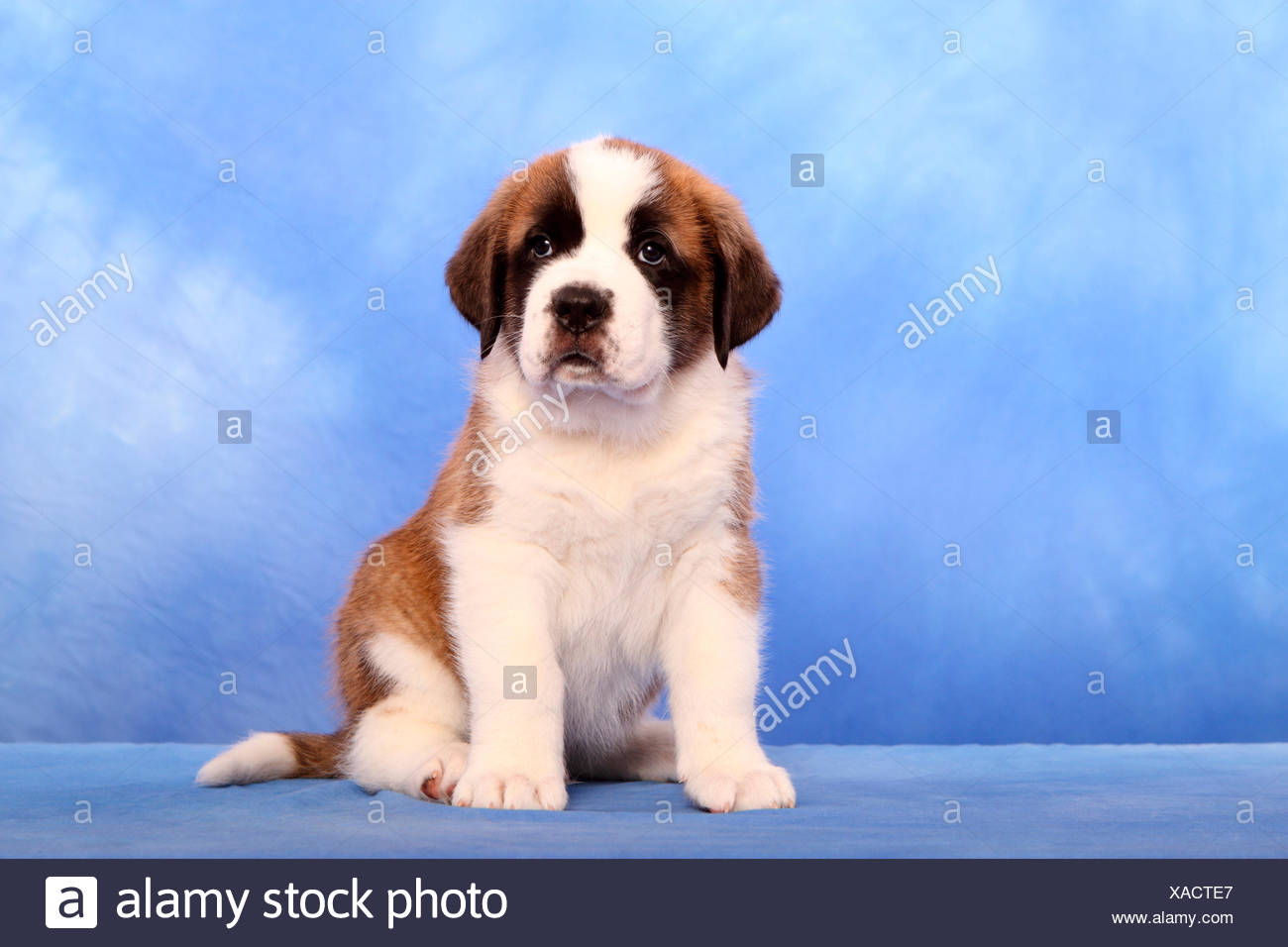 blue st bernard