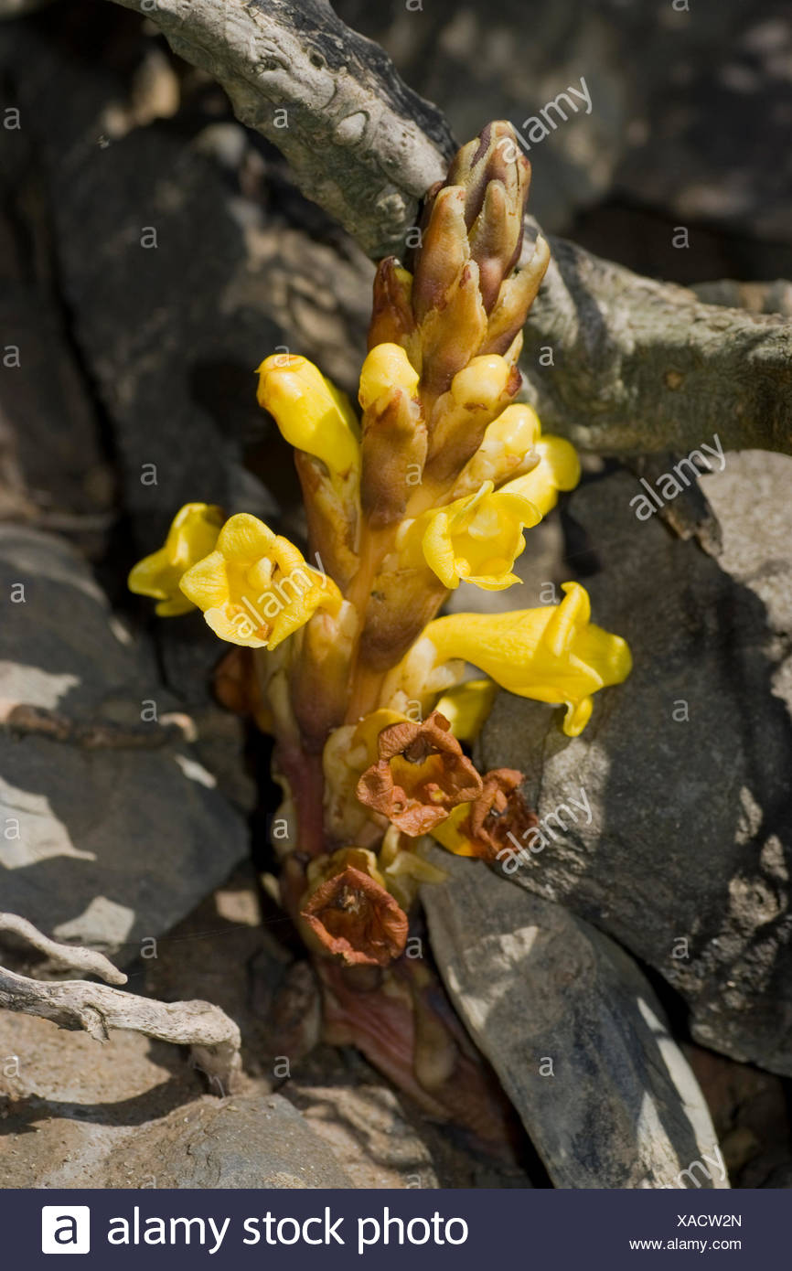 Yellow broomrape (Cistanche phelypaea), inflorescence, Portugal Stock Photo