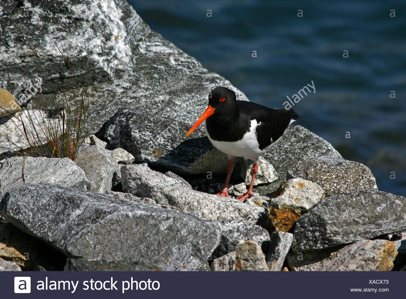Beak Beaks Oystercatchers Red Seagull Gull Bird Water North