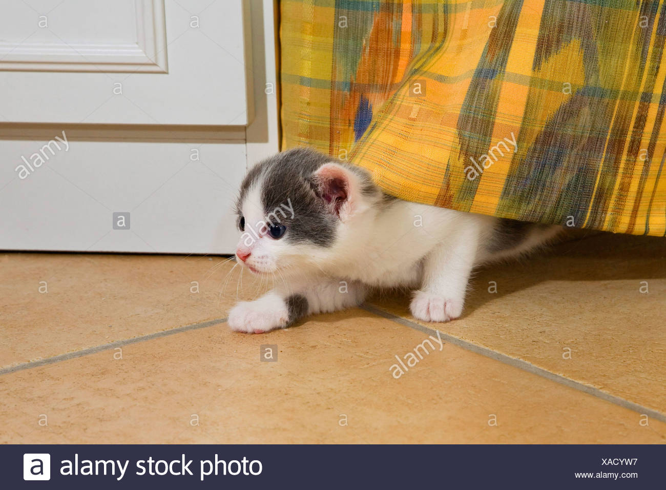how to get a cat out of hiding