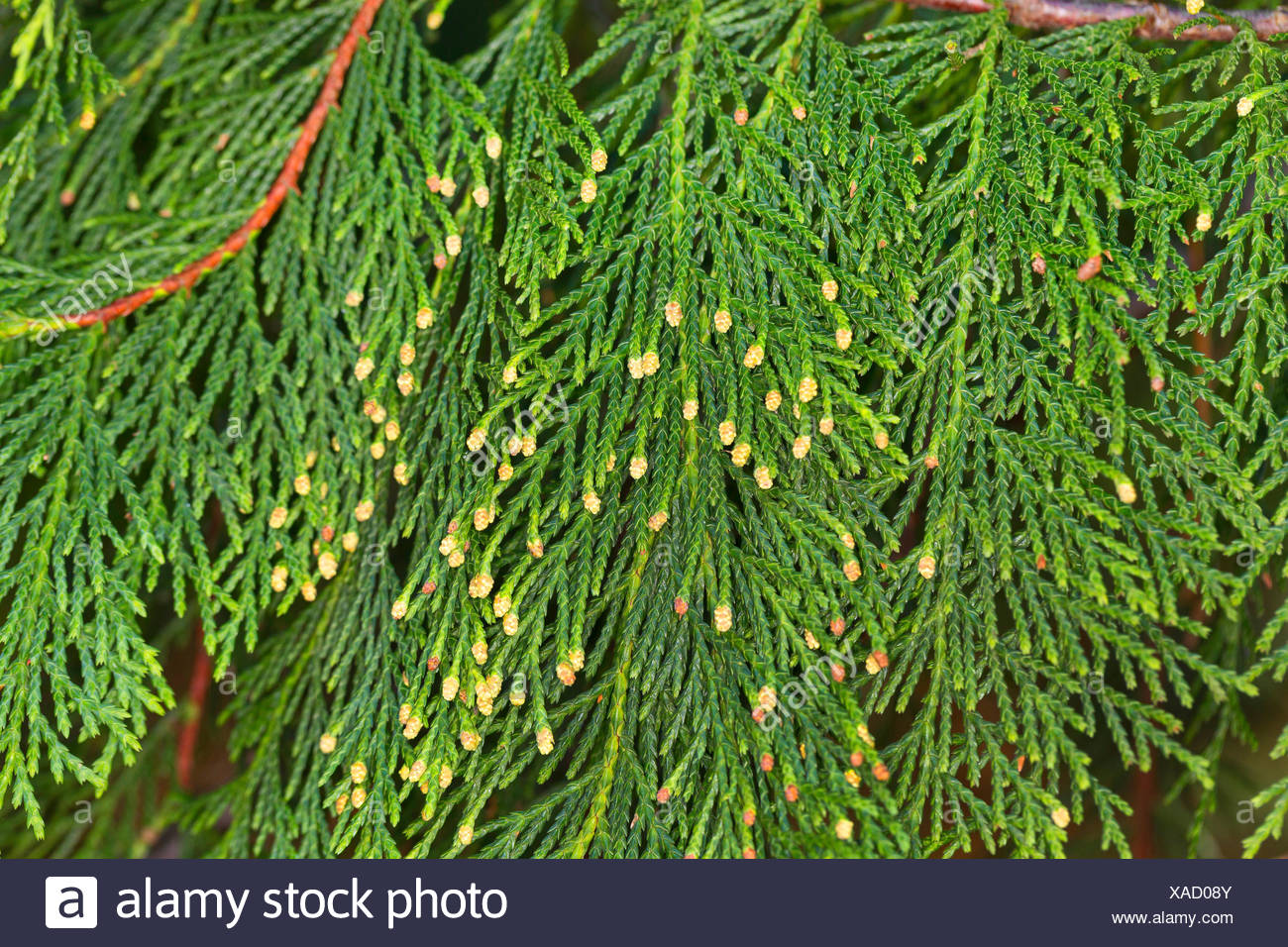 Yellow-cedar (Cupressus nootkatensis Chamaecyparis nootkatensis), branch with male flowers - Stock Image