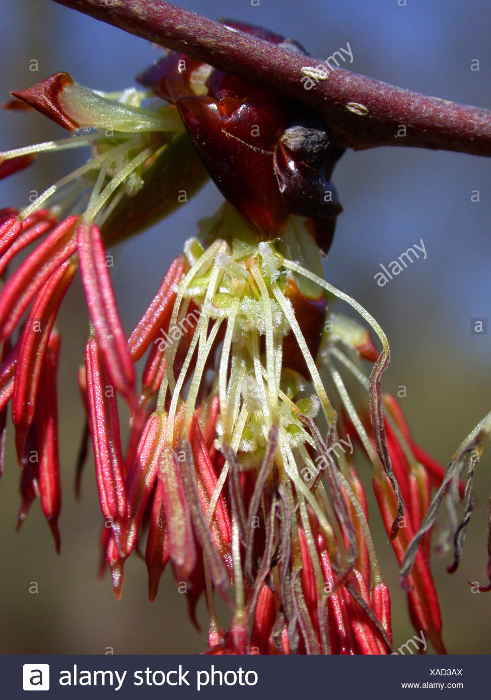 Unisexual Flowers Stock Photos & Unisexual Flowers Stock Images Alamy
