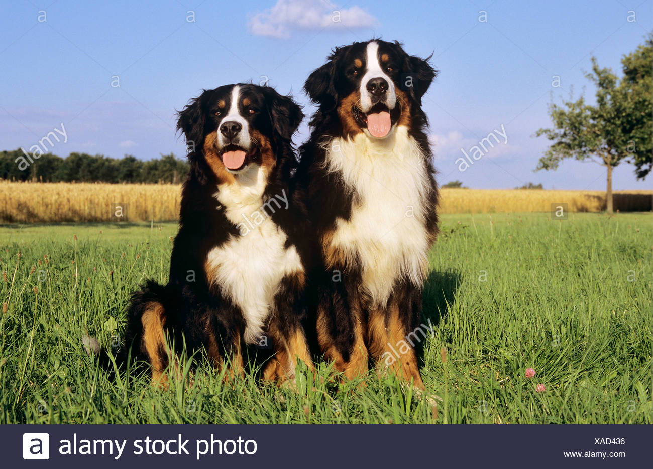 Two Bernese Mountain Dogs 2025 | www.thelordlovesyou.com