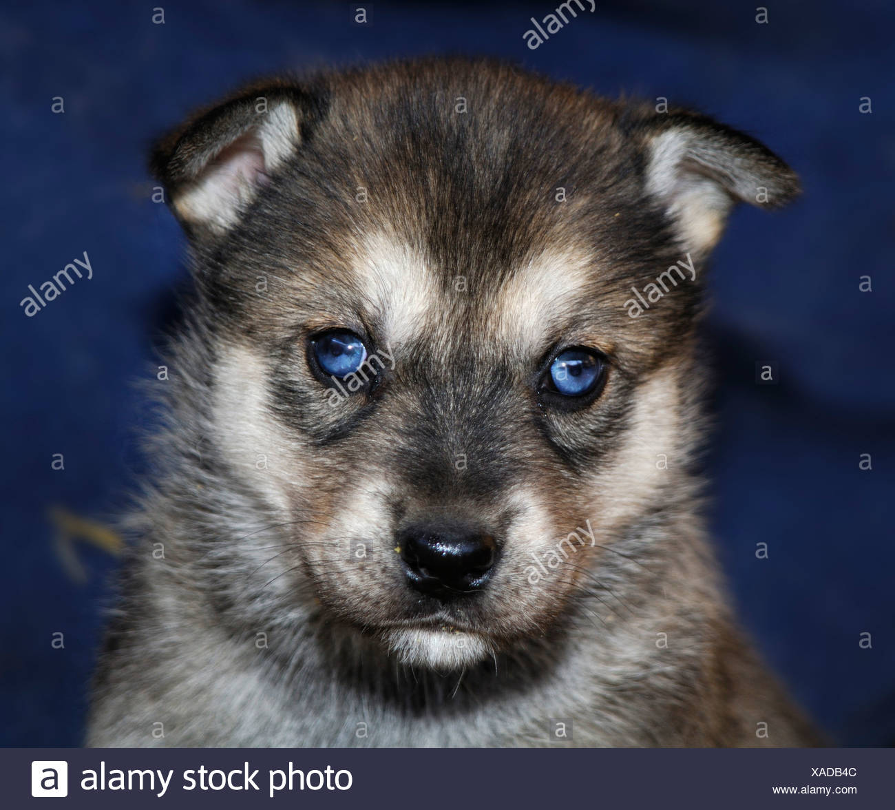 Blue Eyed Husky Pup Stock Photo Alamy