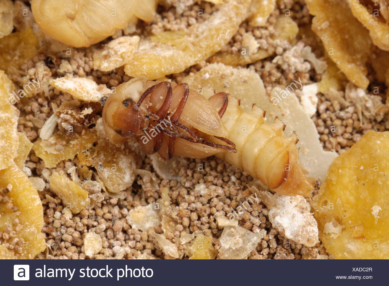 Mealworm Beetle Tenebrio Molitor Stock Photos & Mealworm Beetle Tenebrio Molitor Stock Images