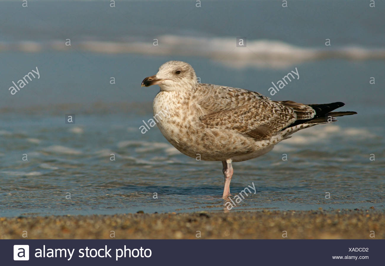 Young Herring Gull Stock Photos & Young Herring Gull Stock Images Alamy