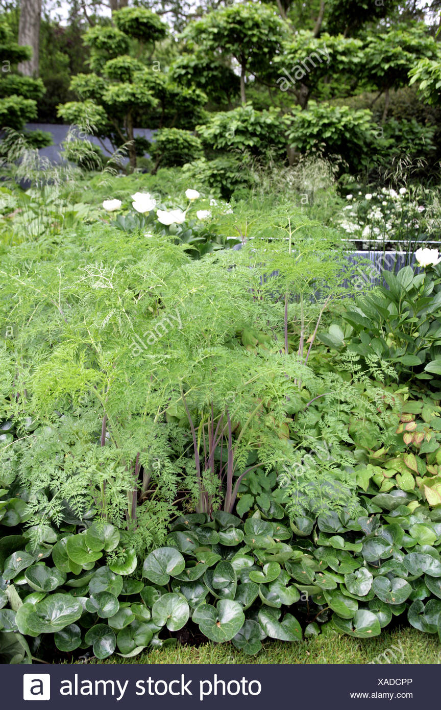 the laurent perrier garden at the rhs cheslea flower show the garden was designed by tom stuart smith asarum europaeum in the XADCPP