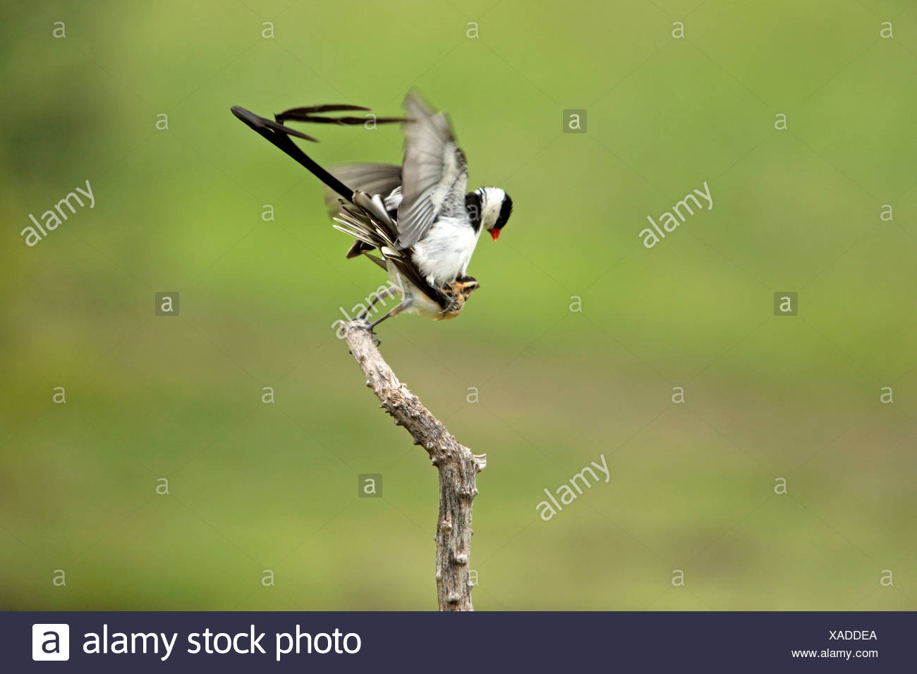 Whydahs High Resolution Stock Photography and Images - Alamy