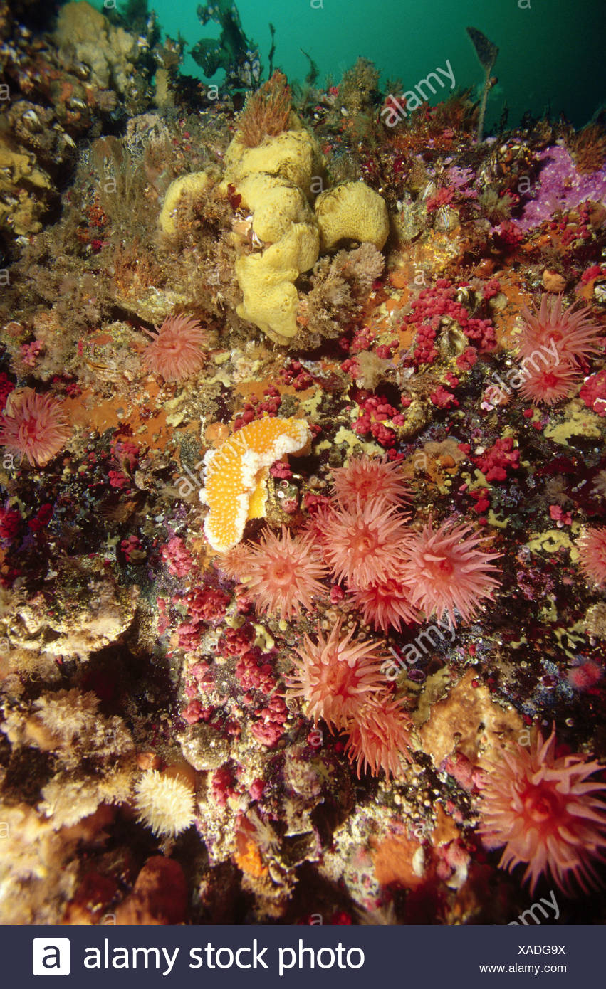 Nudibranch Vancouver Island Nudibranch Vancouver Island