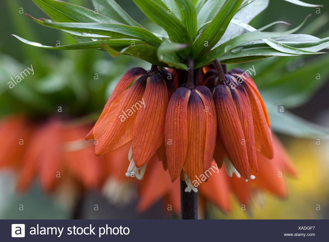 Crown Imperial Fritillaria Imperialis Red Flowers Mainau Baden Wurttemberg Germany Stock Photo Alamy