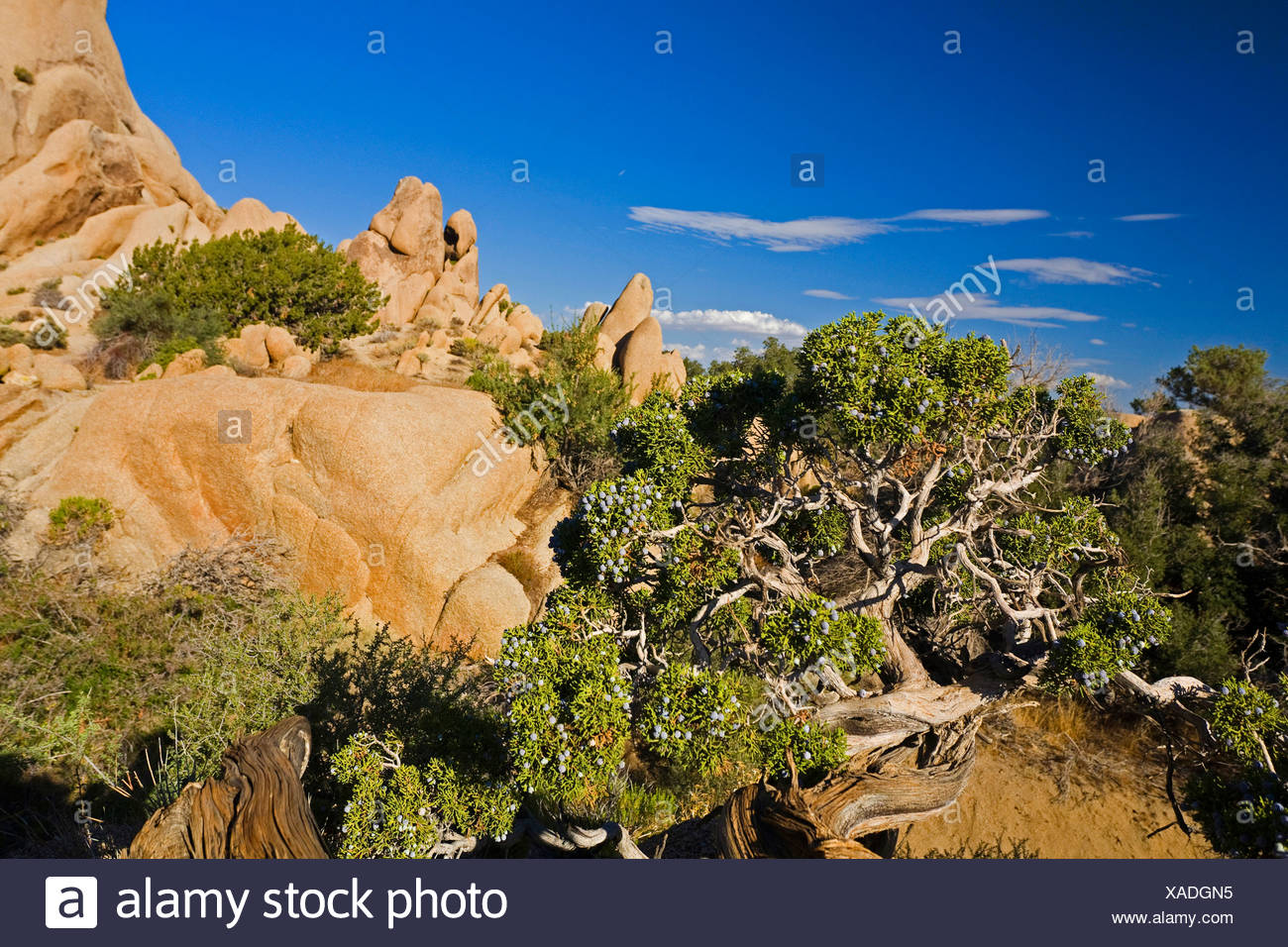 Juniperus Californica High Resolution Stock Photography and Images Alamy