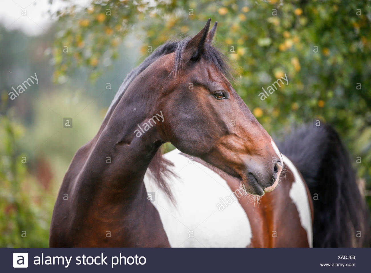 American Indian Horse High Resolution Stock Photography and Images - Alamy
