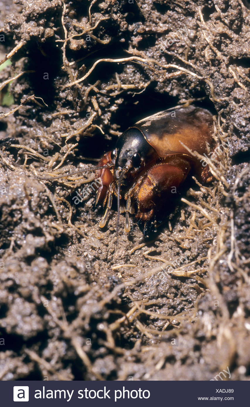 Mole Digging Burrow High Resolution Stock Photography and Images - Alamy