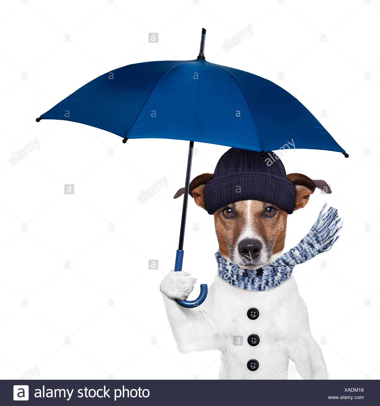 Dog Umbrella Hat High Resolution Stock Photography and Images Alamy