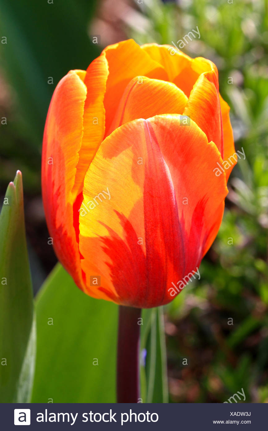 Tulpe, Tulpenbluete, Garten, Fruehling, Farbe Stock Photo ...