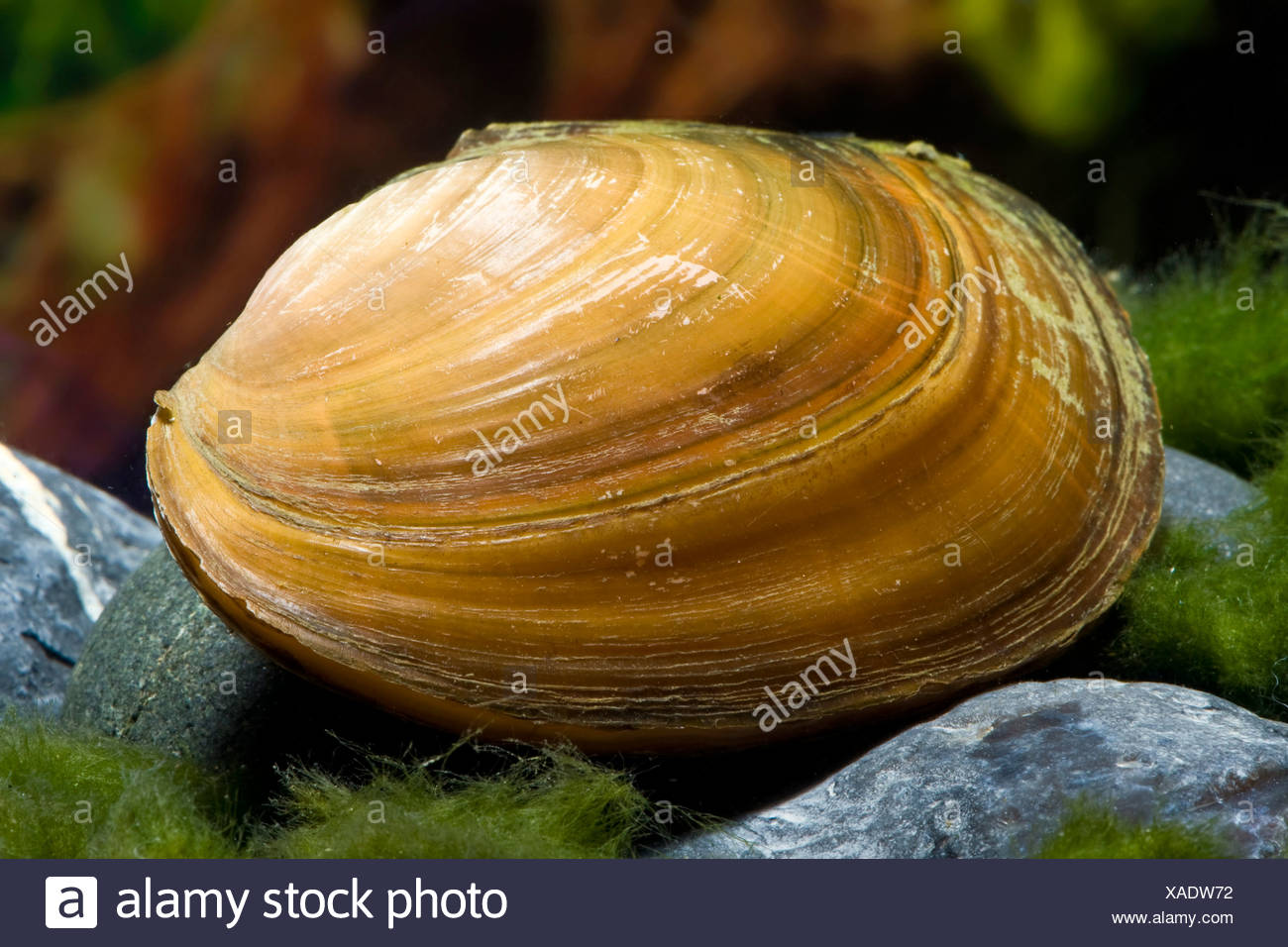 swan mussels stock photos