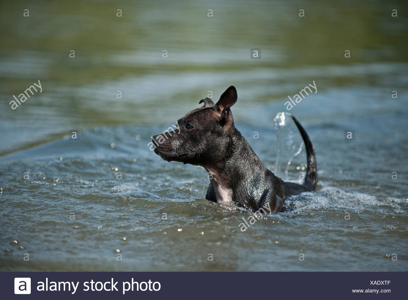 staffordshire bull terrier hunting