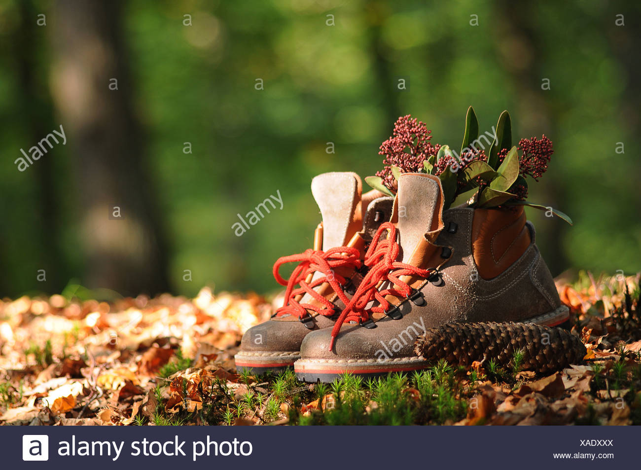 Hiking shoes in the forest Stock Photo 