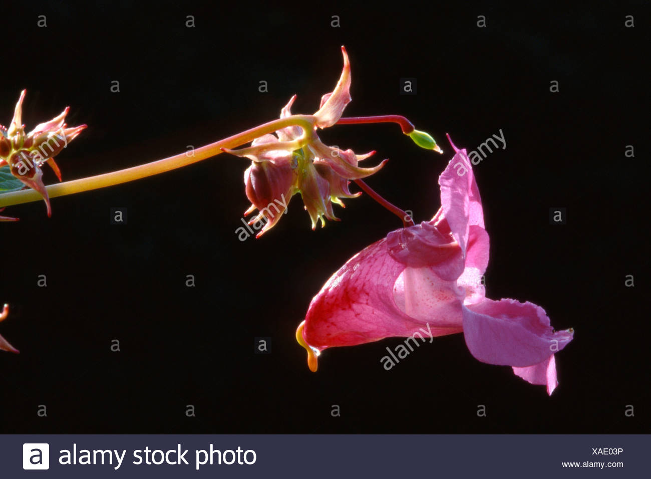 Himalayan Balsam (Impatiens glandulifera), Tyrol, Austria, Europe Stock Photo