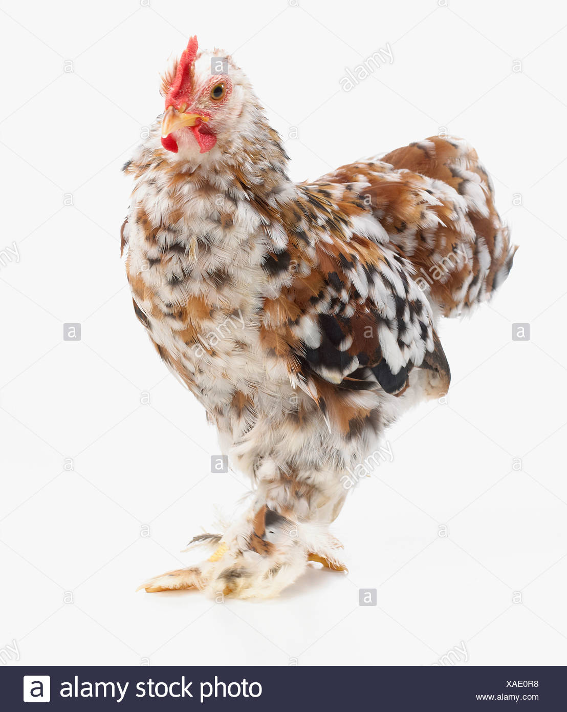Bantam Cockerel Stock Photos &amp; Bantam Cockerel Stock Images - Alamy