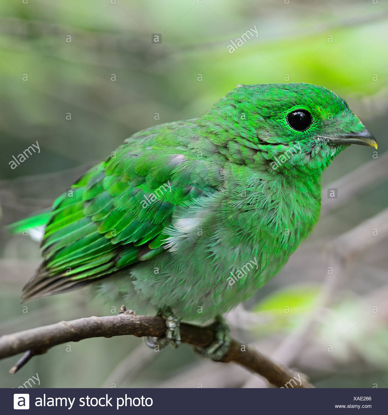 female green broadbill stock
