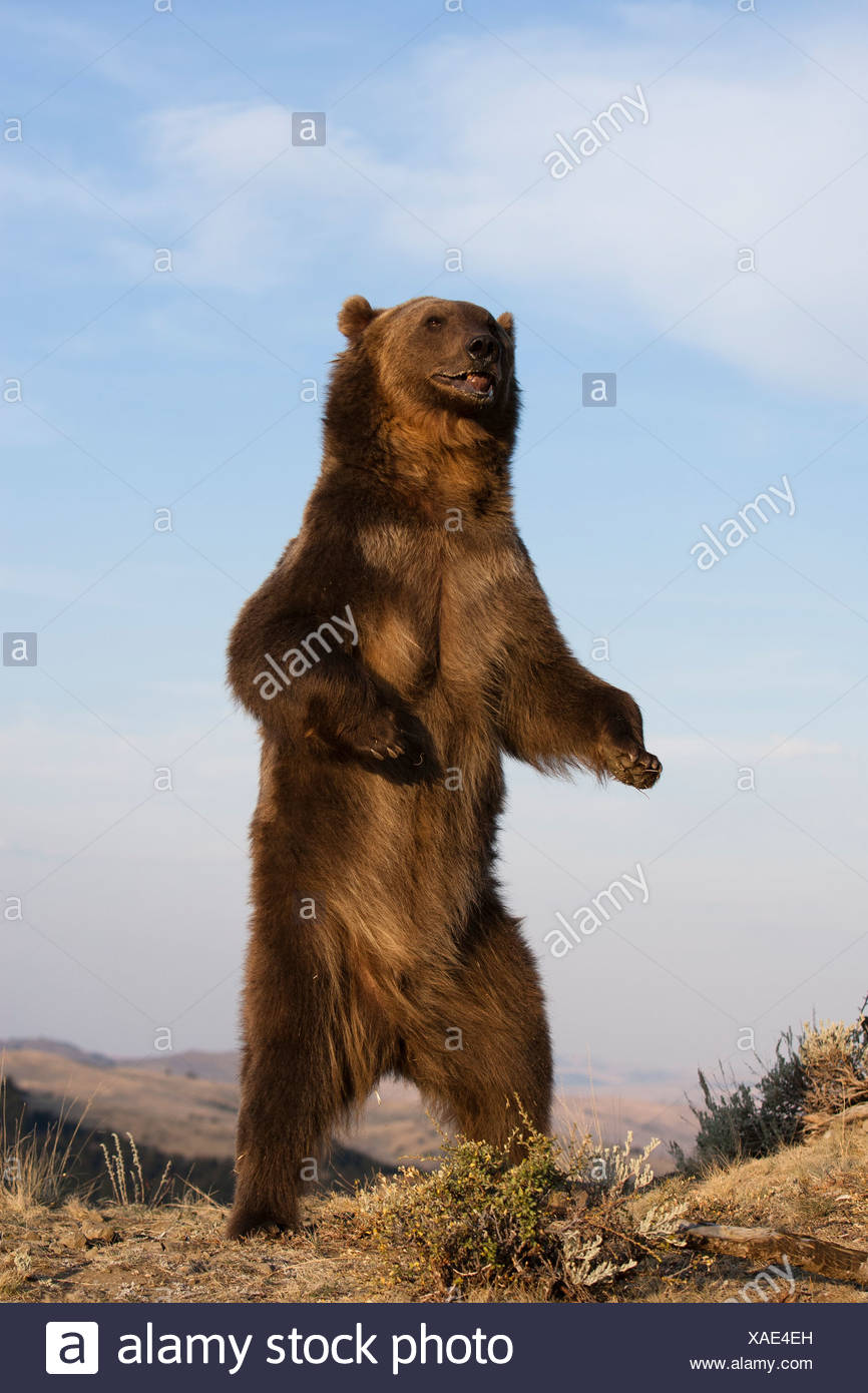 Grizzly Bear Standing Upright High Resolution Stock Photography and