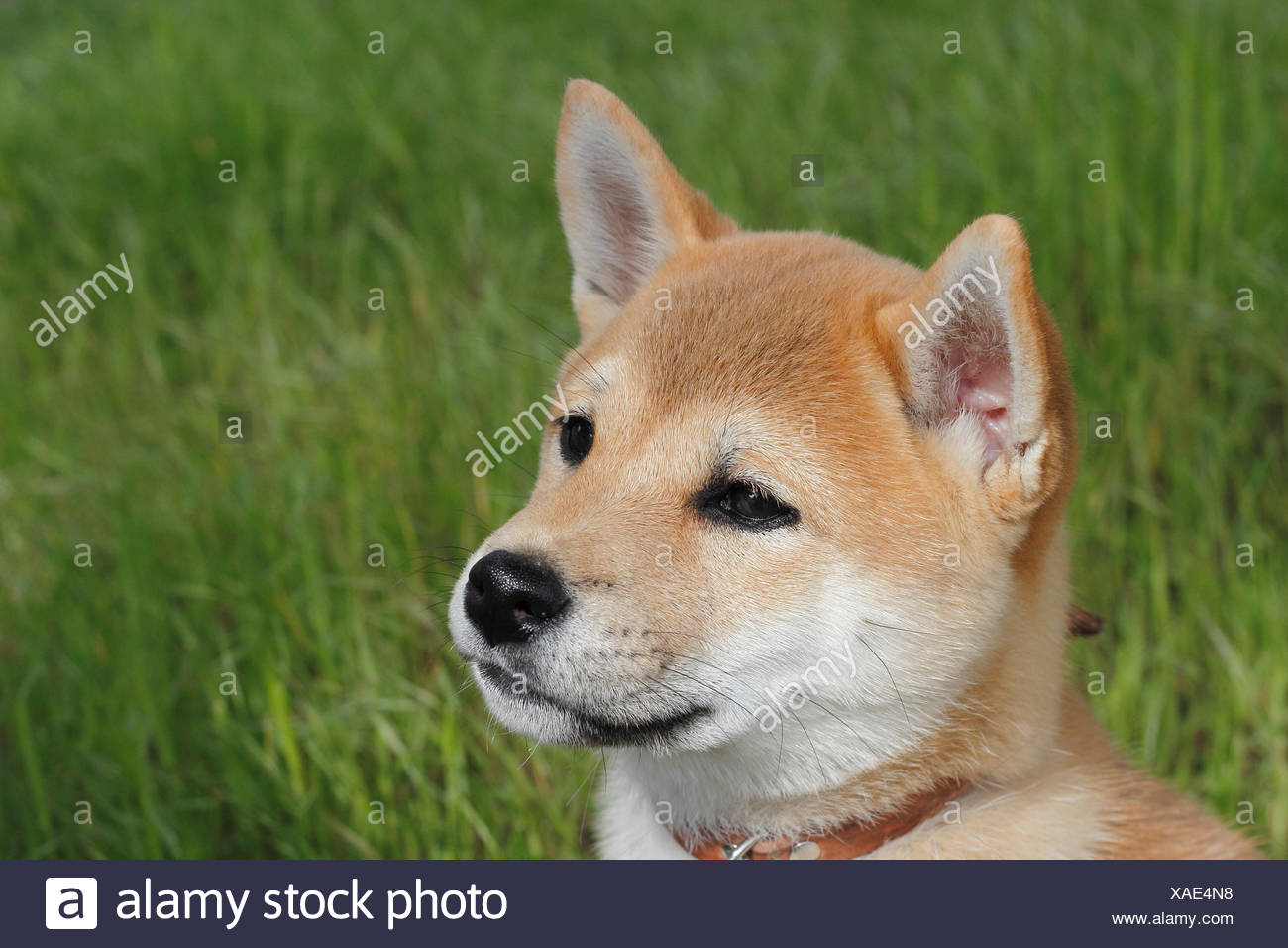 Shiba Inu Pup Stock Photos Shiba Inu Pup Stock Images Alamy