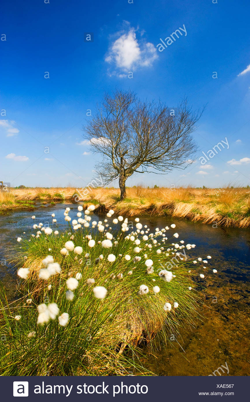 Fruits Of Cotton Tree High Resolution Stock Photography and Images - Alamy