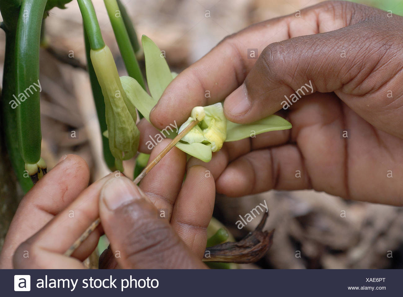 Vanilla Plantation High Resolution Stock Photography and Images Alamy