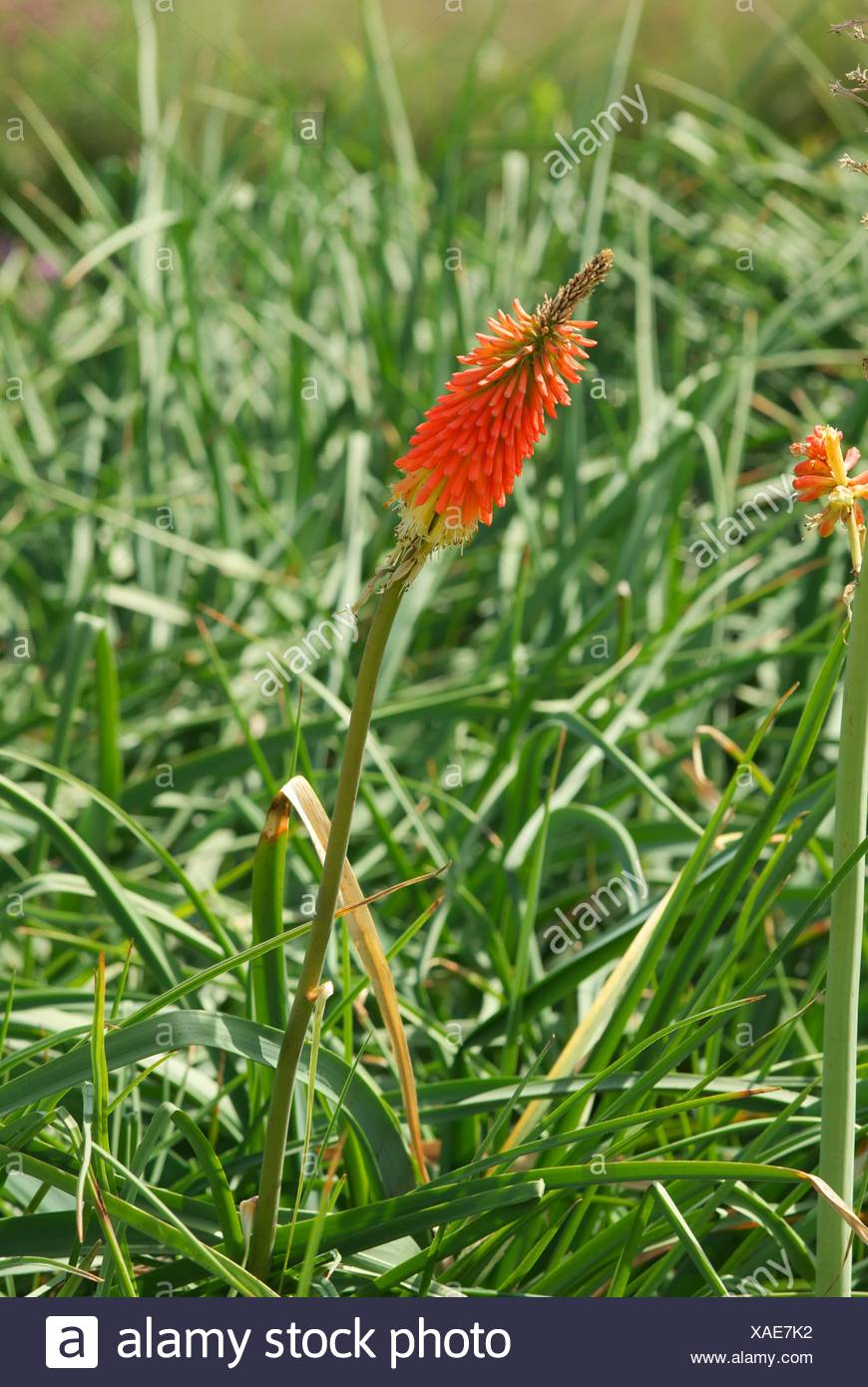 Red Hot Poker Medicine