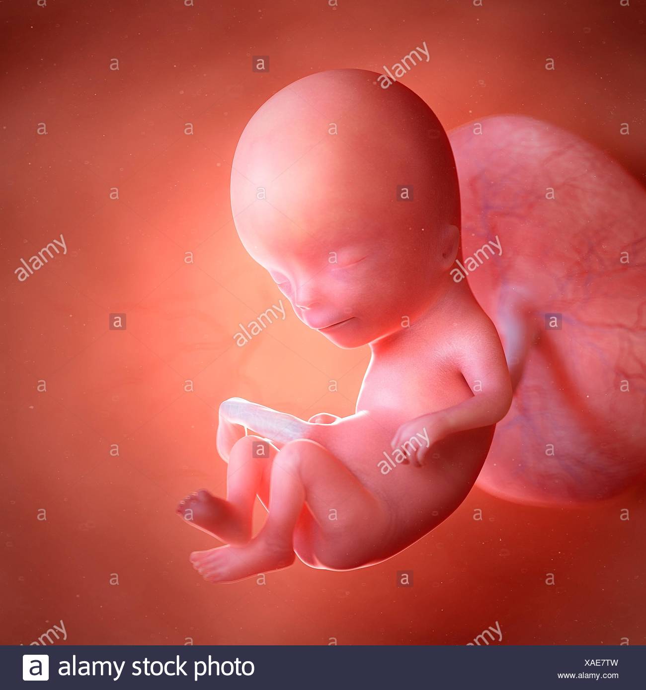 Foetus At 12 Weeks Stock Photos & Foetus At 12 Weeks Stock Images - Alamy