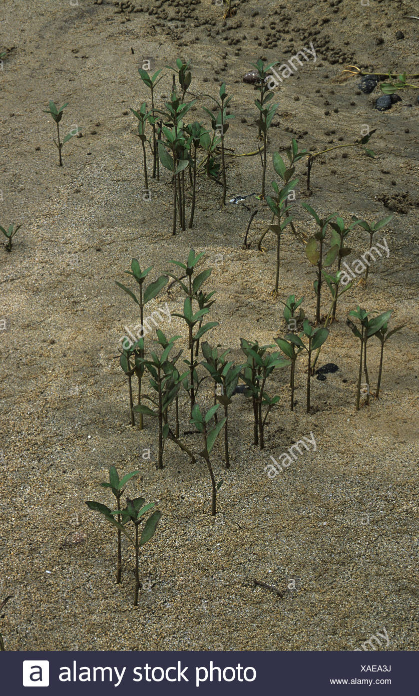 Mangrove Seedlings High Resolution Stock Photography and Images - Alamy