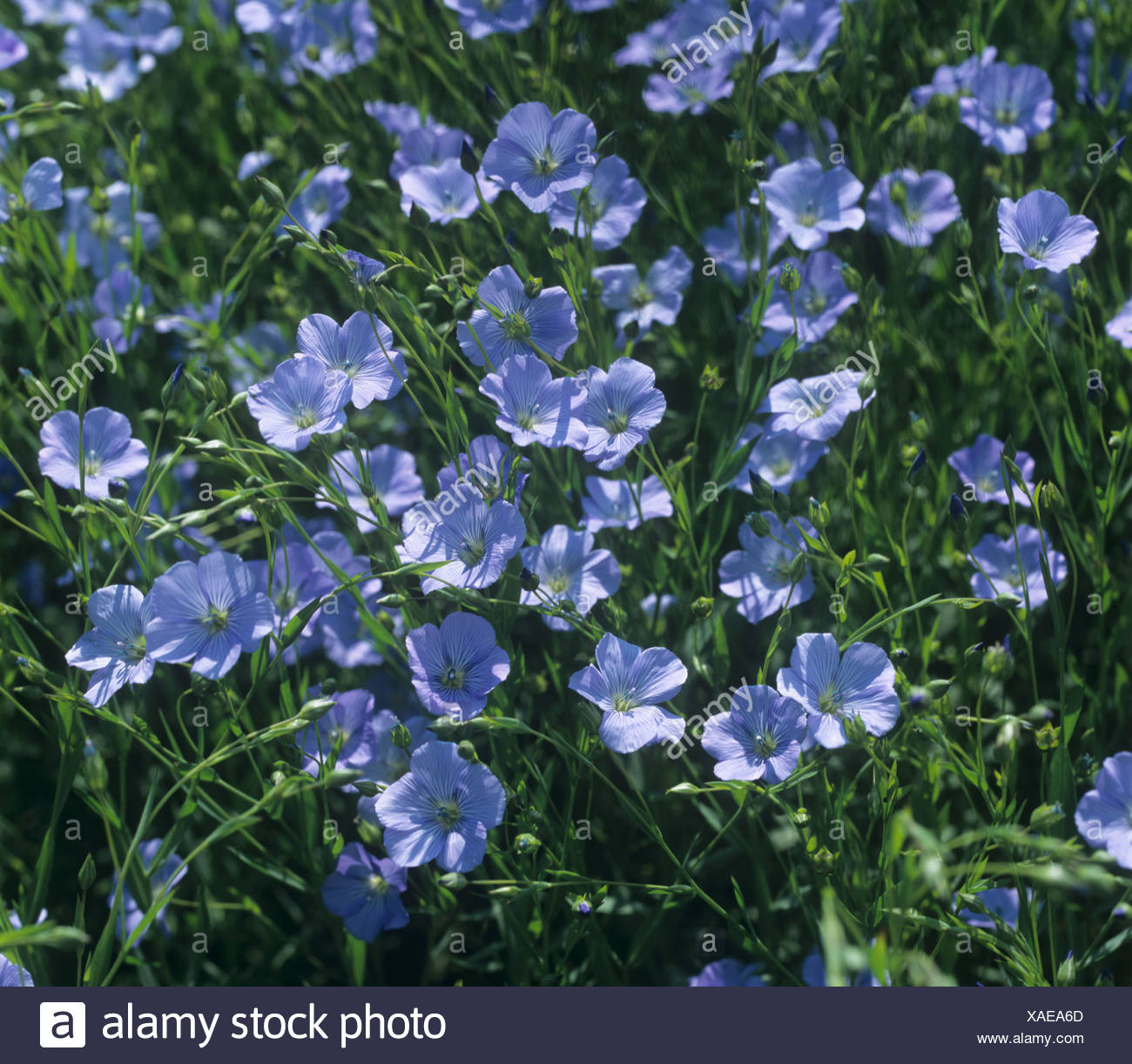 Linseed High Resolution Stock Photography and Images Alamy