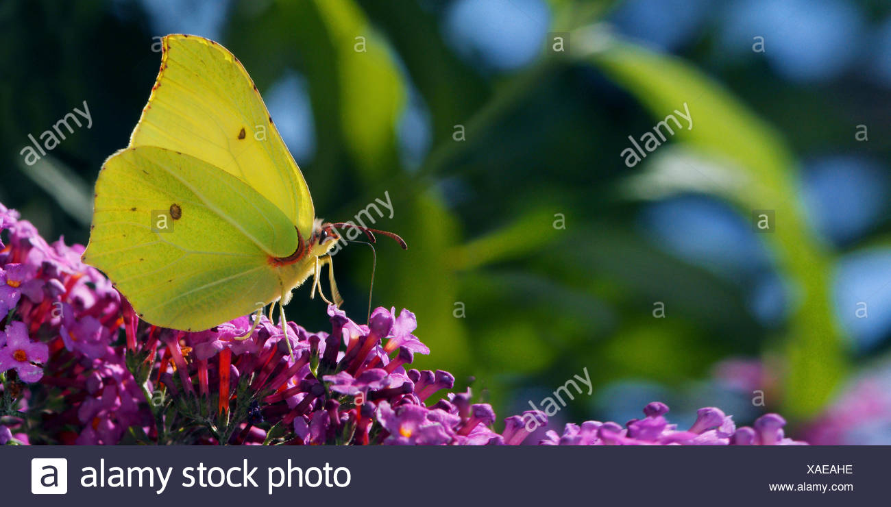 brimstone (Gonepteryx rhamni), sitting on Buddleja, Germany Stock Photo