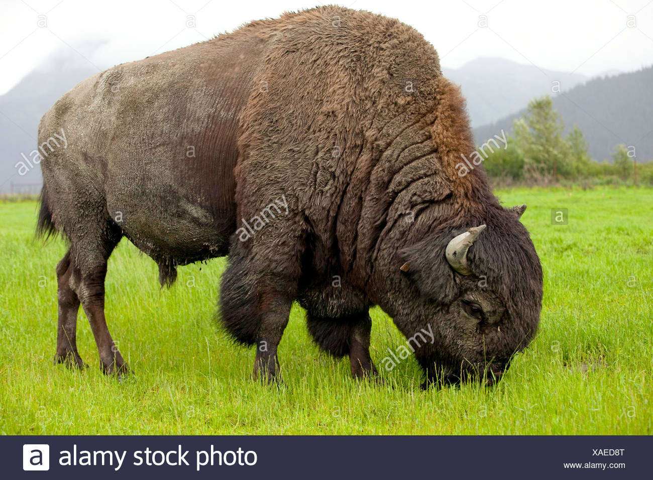 Eating Bison High Resolution Stock Photography and Images Alamy