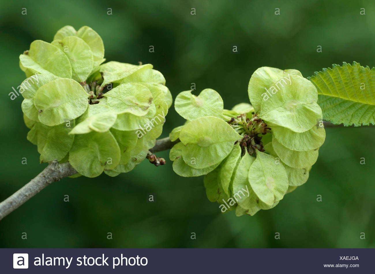 Elm Tree Seeds Stock Photos & Elm Tree Seeds Stock Images - Alamy