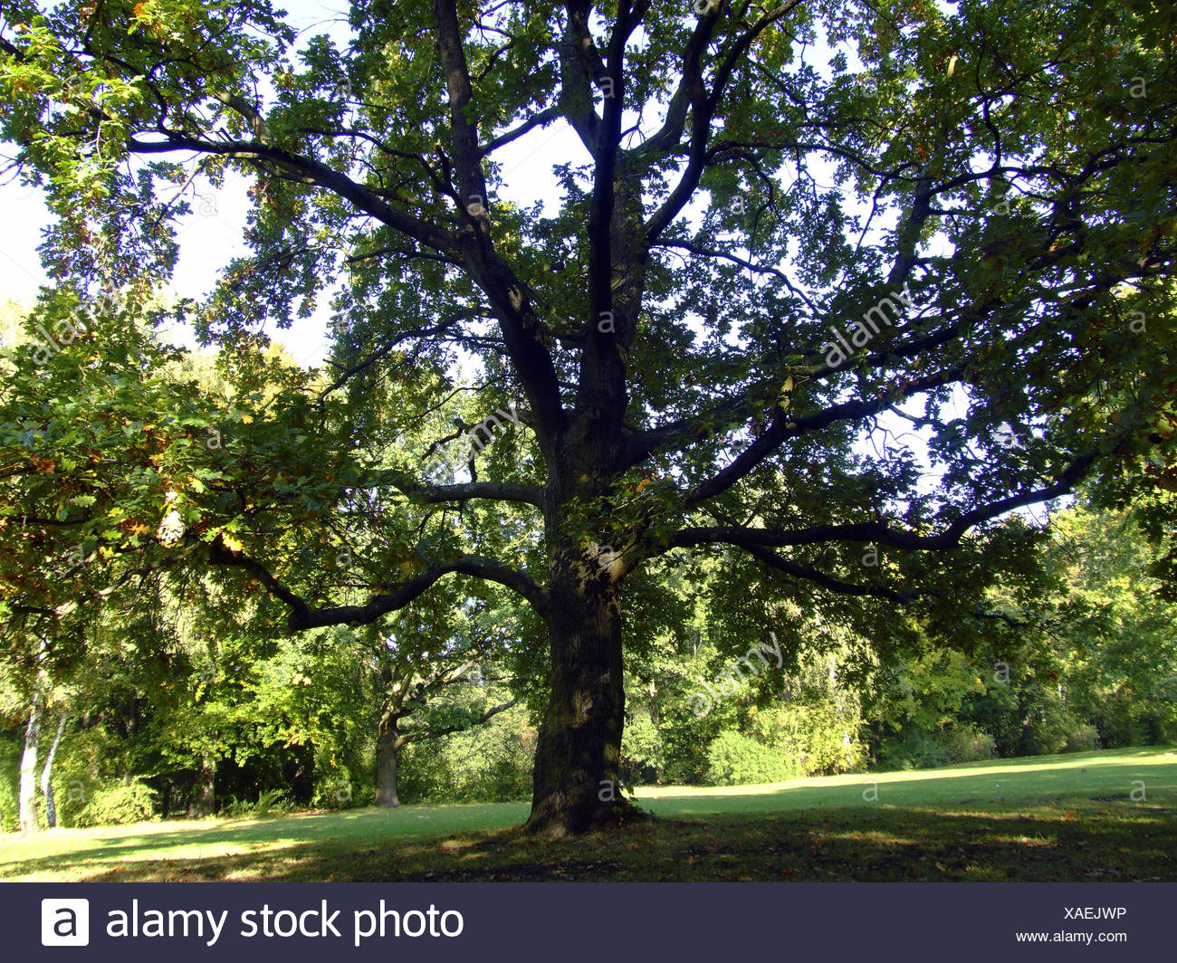 Baum Im Park Tree Stock Photos & Baum Im Park Tree Stock Images - Alamy