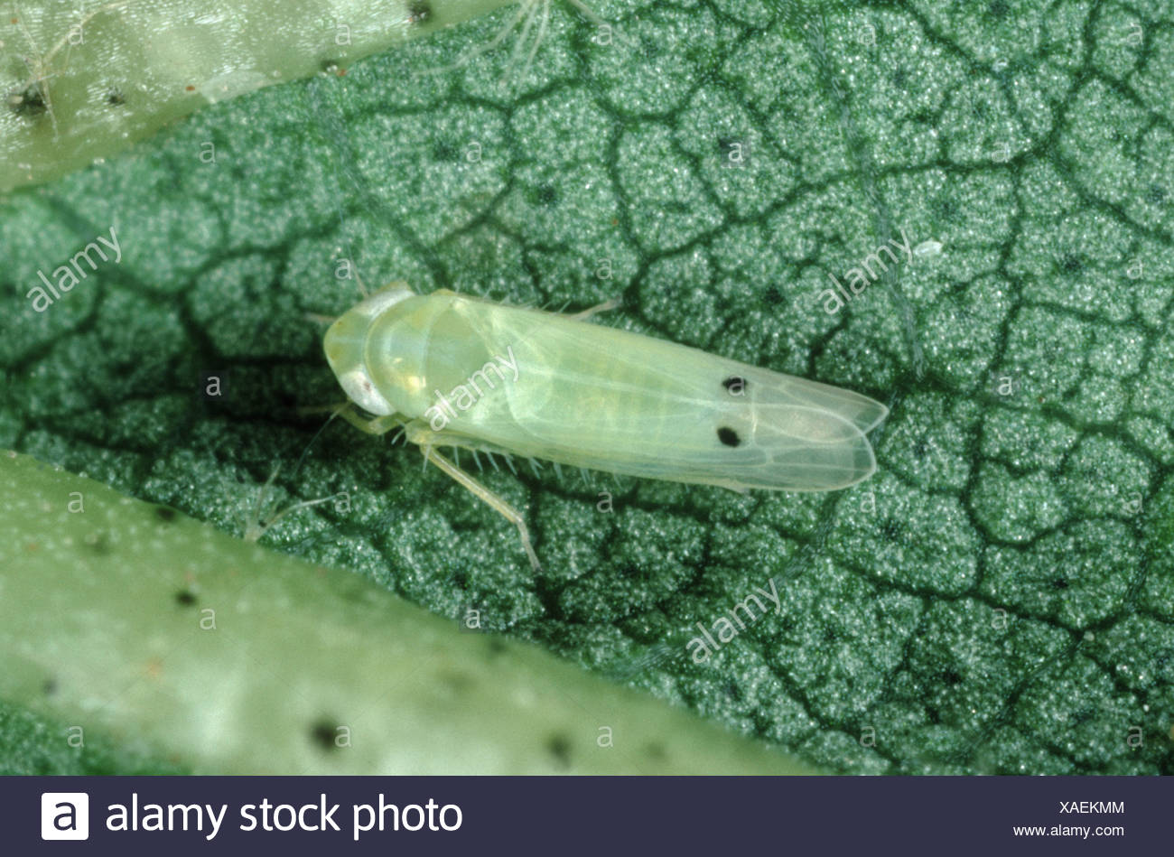 Jassid High Resolution Stock Photography and Images Alamy