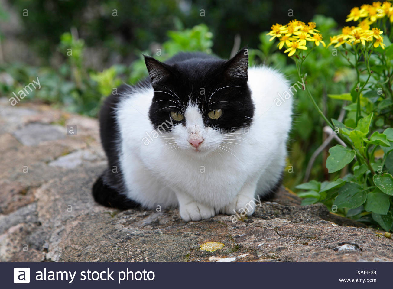 Black And White Spotted Cat Lying On A Wall Stock Photos & Black And White Spotted Cat Lying On